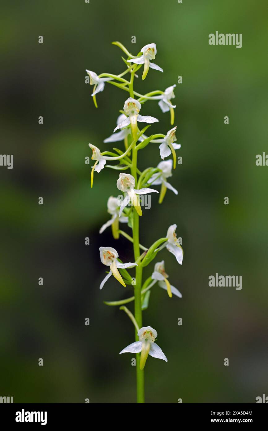 Maggiore orchidea-farfalla (Platanthera chlorantha / Orchis montana / Platanthera montana) orchidea bianca che fiorisce in estate Foto Stock