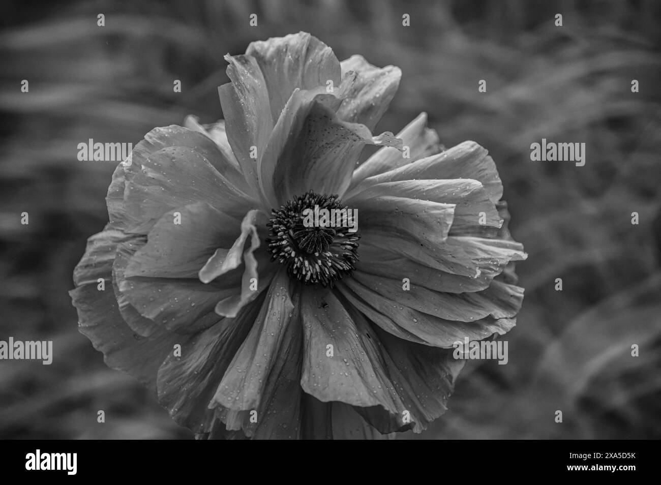 Un fiore monocromatico in un campo di fiori Foto Stock