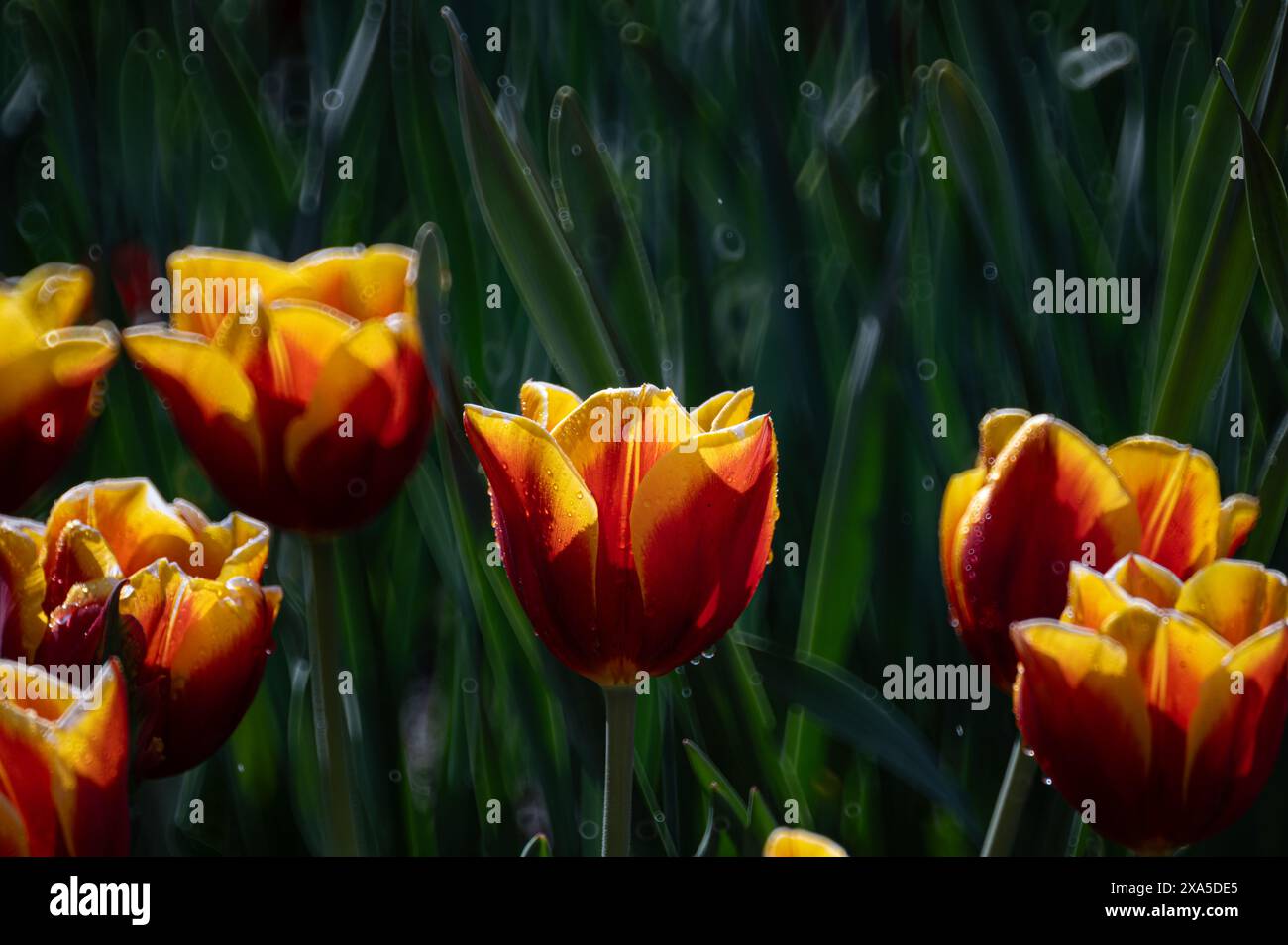 I tulipani rossi e gialli con rugiada nell'erba Foto Stock