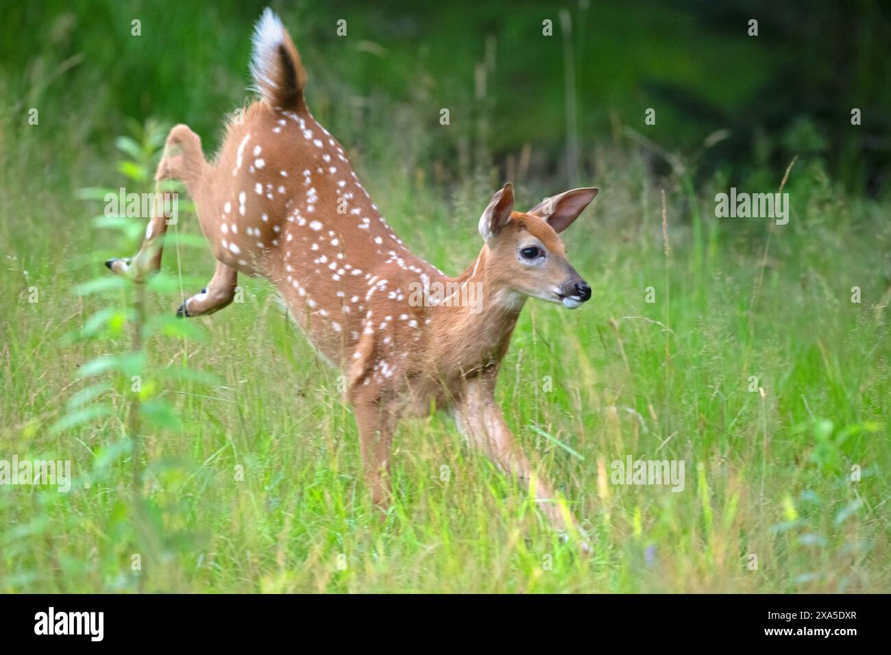 Un cervo bianco (Odocoileus virginianus) fawn dell'anno. All'inizio dell'estate nell'Acadia National Park, Maine, Stati Uniti. Foto Stock