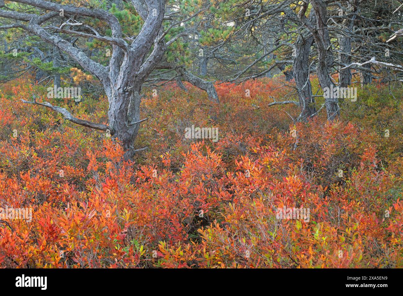 Fogliame di Huckleberry nero (Gaylussacia bachata) in una foresta matura di Jack Pine (Pinus banksiana) vicino all'oceano. Ottobre nel Parco Nazionale dell'Acadia, Maine Foto Stock