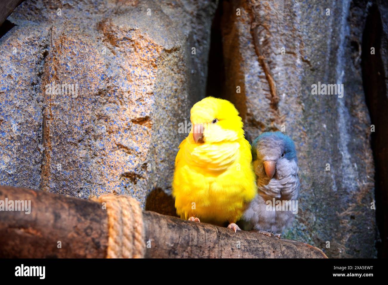 Due uccelli gialli arroccati su un ramo di legno da rocce Foto Stock