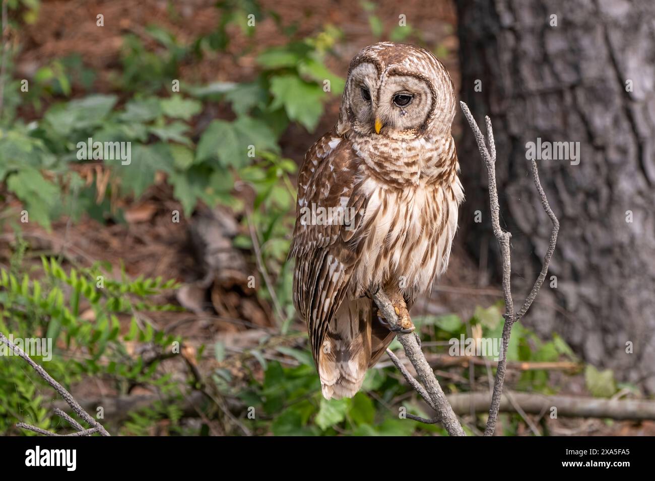 Un gufo che riposa su un ramo nella foresta con fogliame Foto Stock