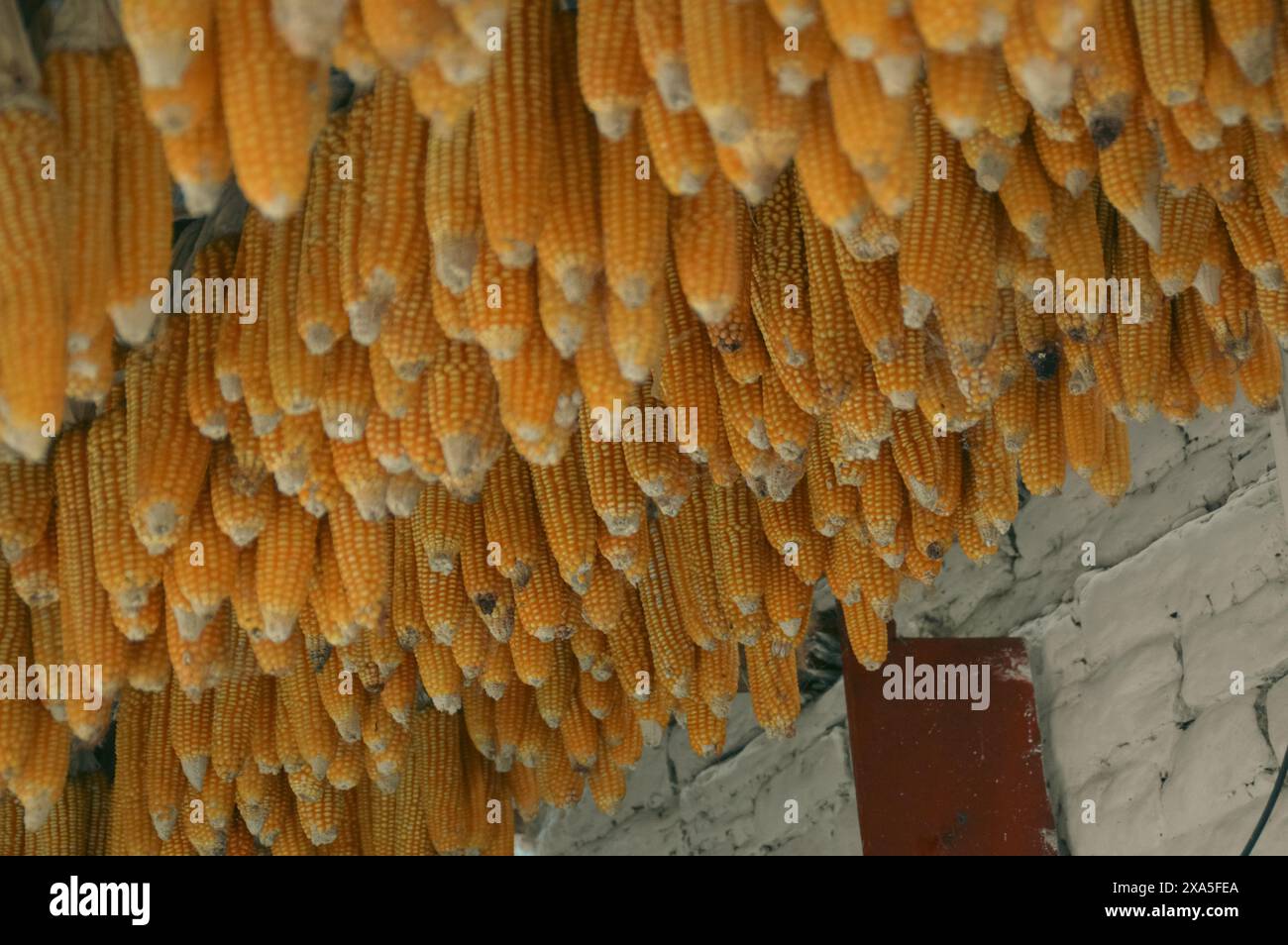 Le orecchie di pannocchie dorate appese in gruppi dal soffitto della dispensa accennano all'abbondanza della stagione del raccolto Foto Stock