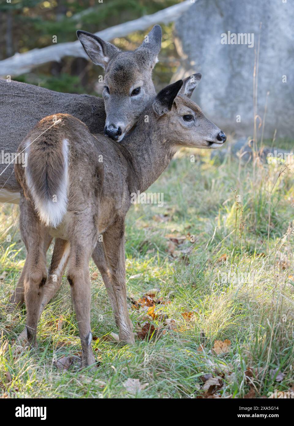 Cervo dalla coda bianca (Odocoileus virginianus). Il buck maturo durante la fine dell'autunno, che è la stagione di punta per i cervi nel New England. Parco nazionale dell'Acadia, Foto Stock