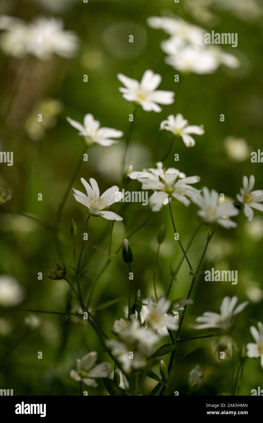 Diversi piccoli fiori bianchi mostrati per enfatizzare le loro dimensioni ridotte Foto Stock