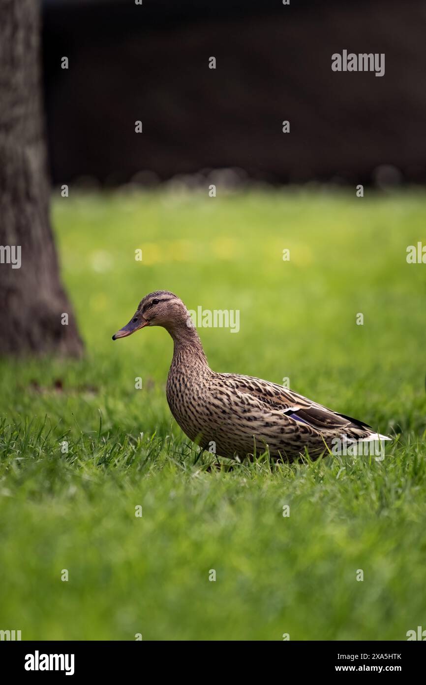 Un'anatra passeggiando nell'erba vicino all'albero e al dente di leone giallo Foto Stock