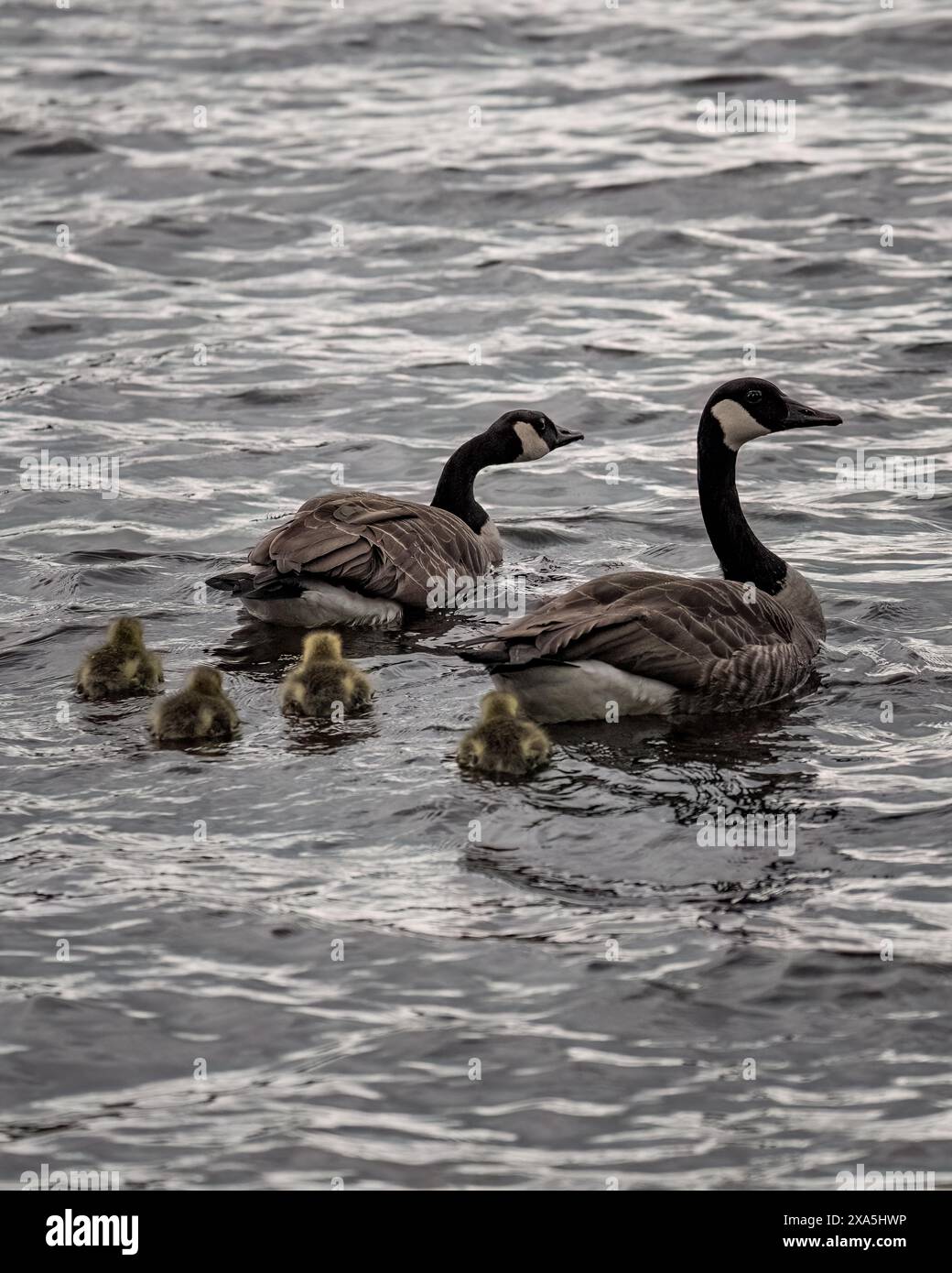 Alcune anatrocche nuotano con due oche in acqua Foto Stock