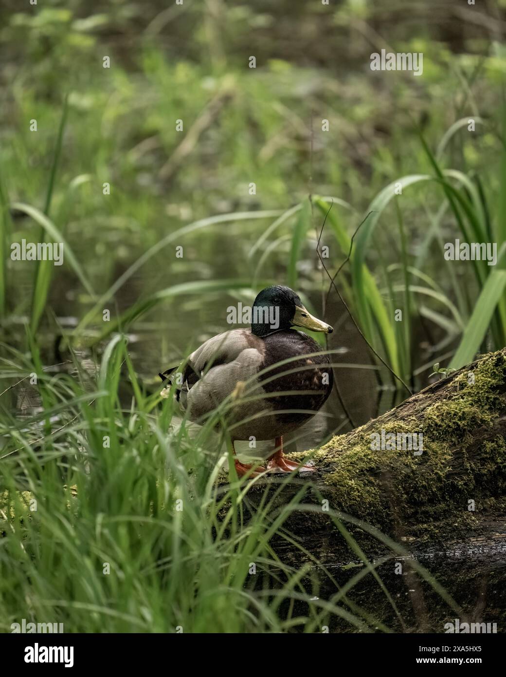 Un'anatra in un campo vicino al fiume e alla foresta Foto Stock