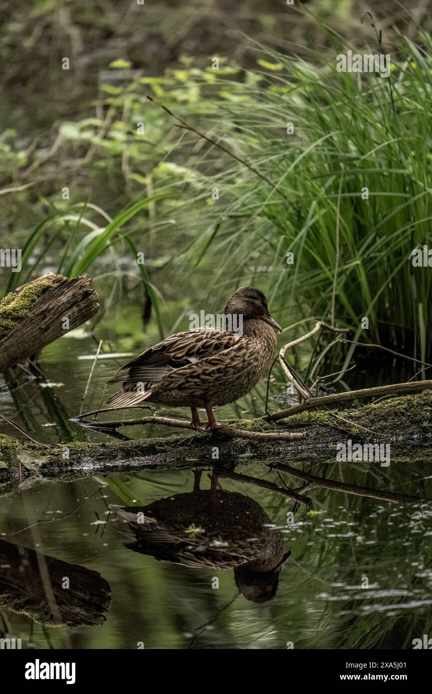 Un'anatra bruna seduta in acqua, circondata da vegetazione lussureggiante e alberi Foto Stock