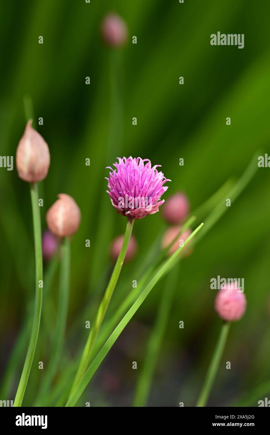 Un primo piano di piccoli fiori viola su un unico stelo Foto Stock