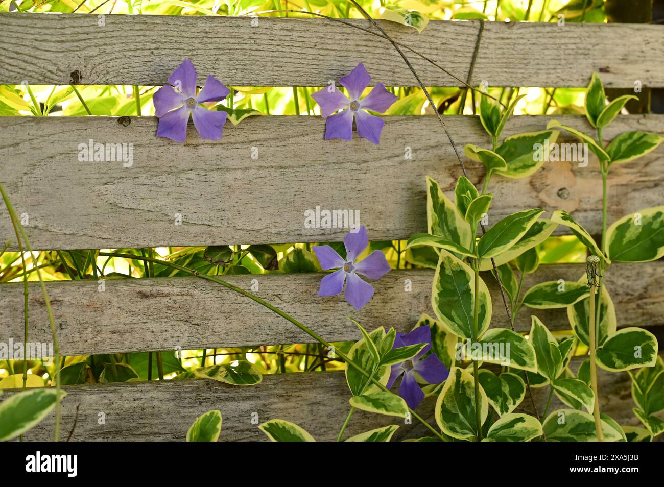 Alcuni fiori viola fioriscono lungo una recinzione Foto Stock