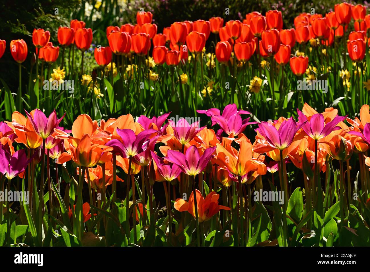 Una varietà di fiori rossi e arancioni che fioriscono in un campo Foto Stock