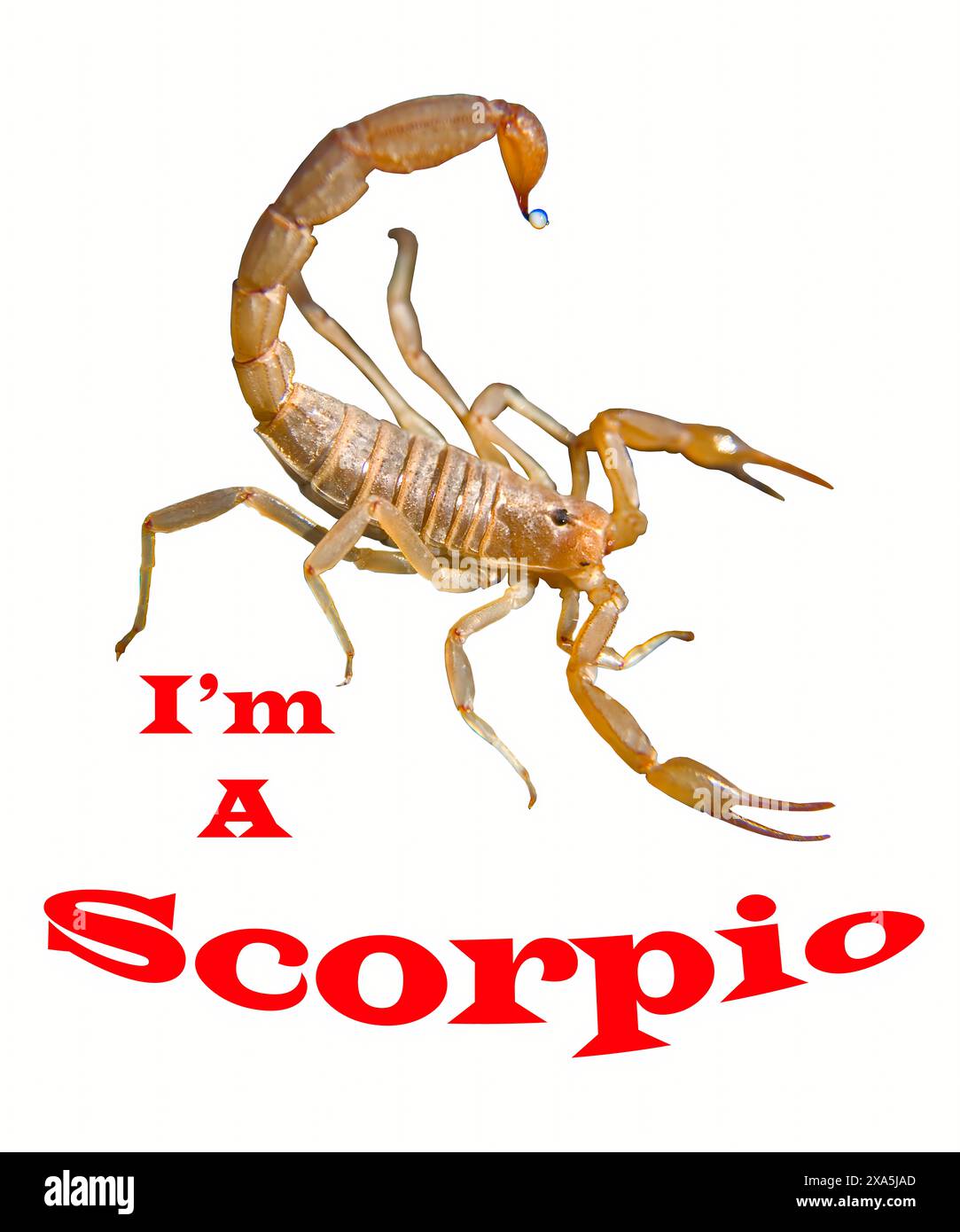 Illustrazione dello Scorpio Zodiac. Design grafico. Isolato su sfondo bianco con testo. Non generato dall'IA. Foto Stock