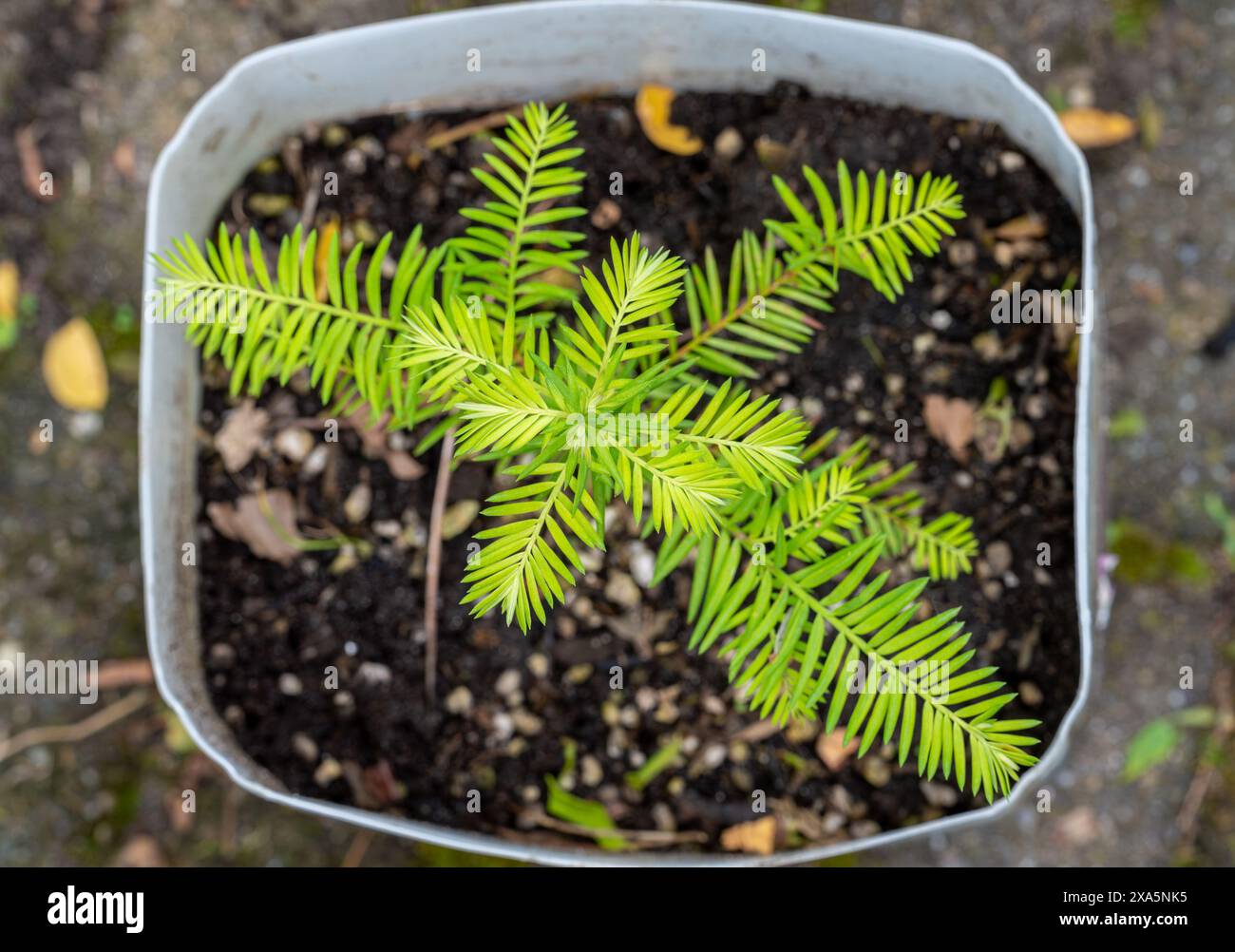 Sequoia sempervirens. Giovane albero di sequoia costiera che cresce in un vaso Foto Stock