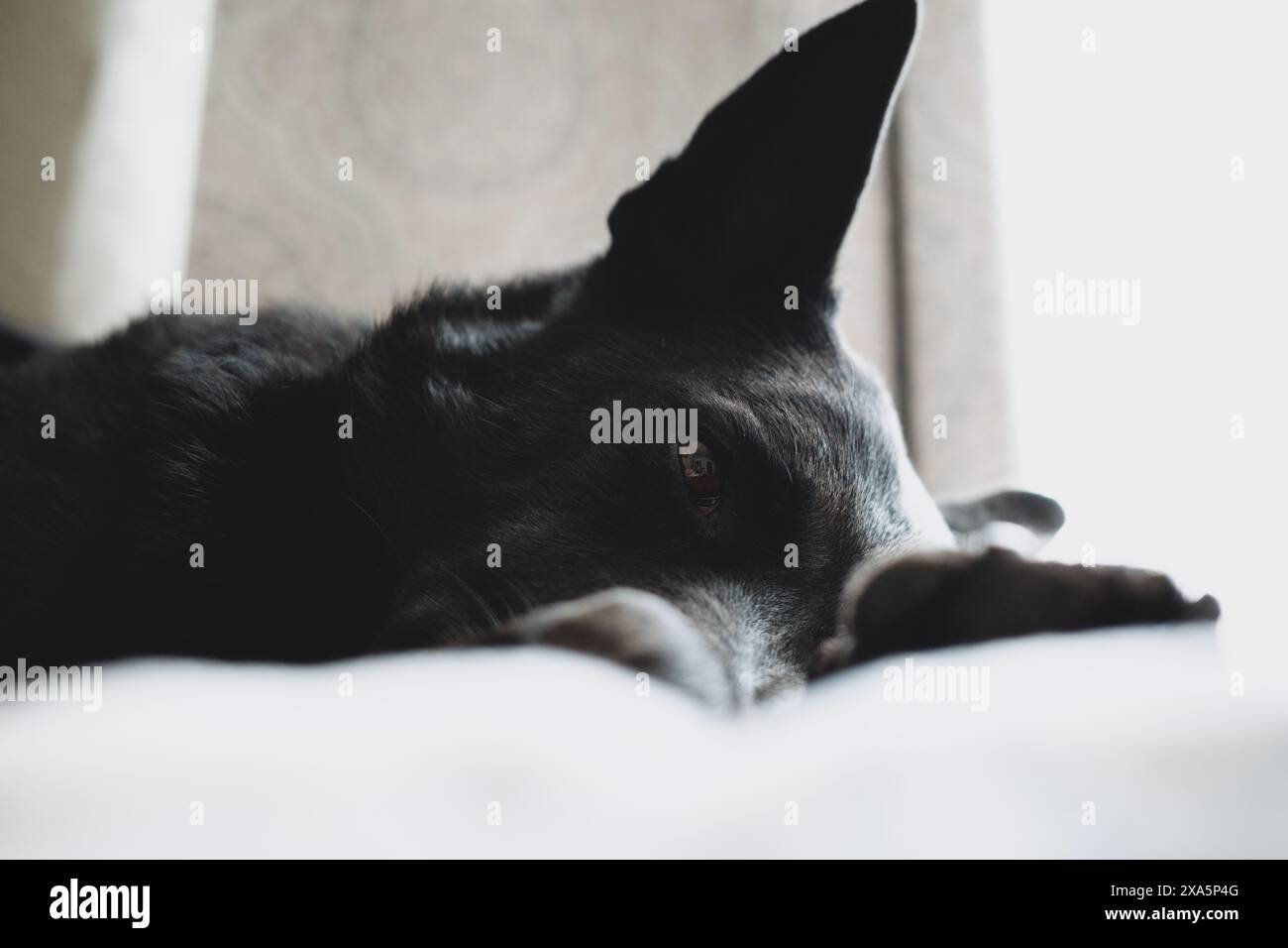 Un cane nero che sdraiava su un letto soleggiato Foto Stock