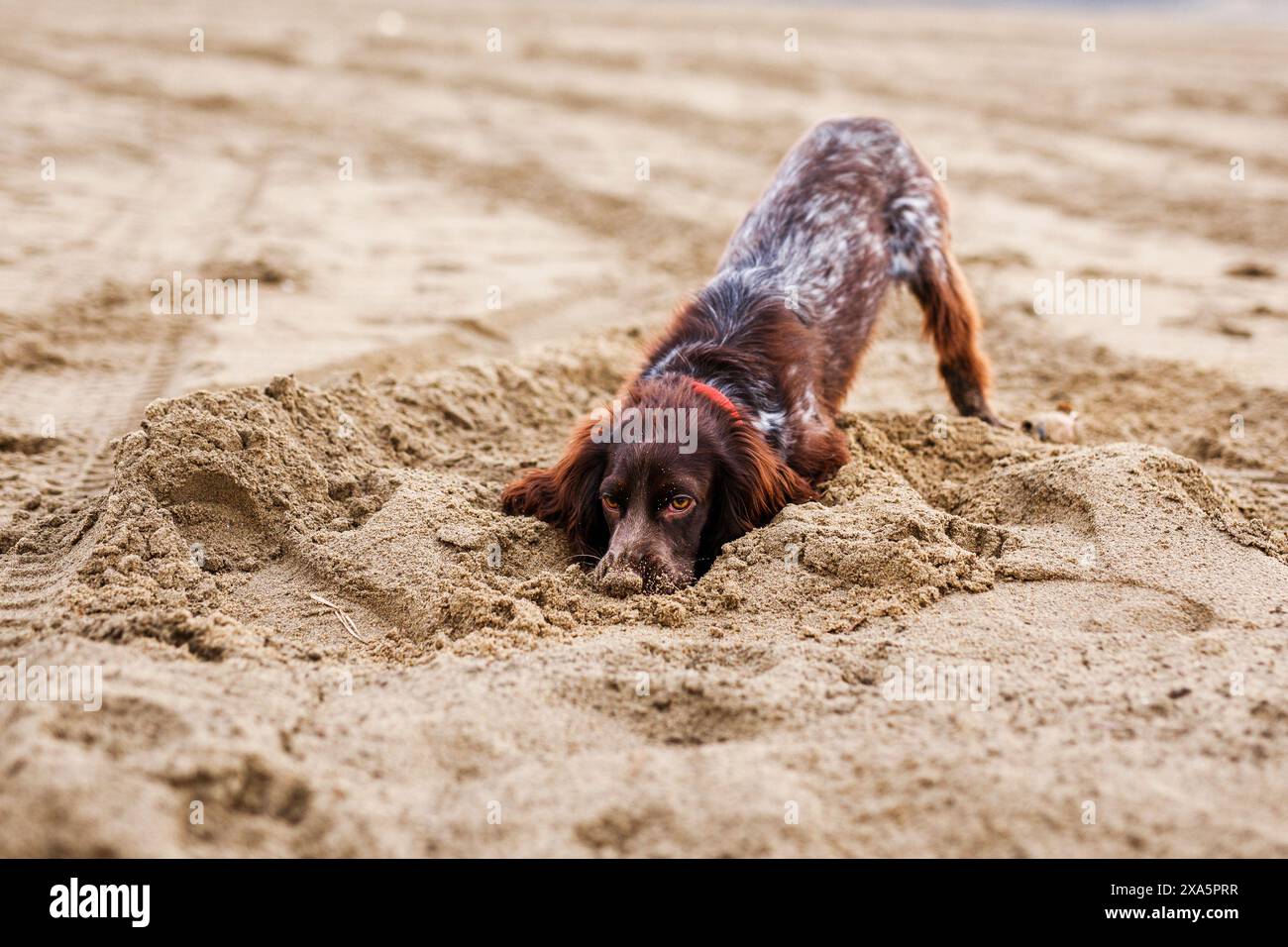 Un giovane spaniel russo bruno scava nella sabbia bagnata Foto Stock