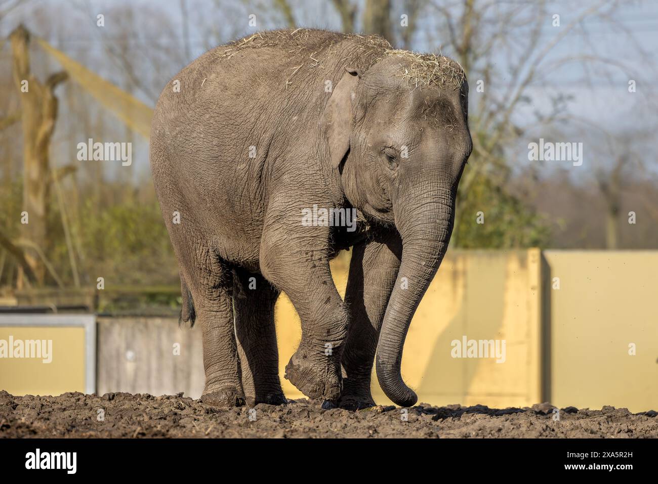 Un elefante asiatico in piedi in un ambiente polveroso, contro un muro giallo Foto Stock