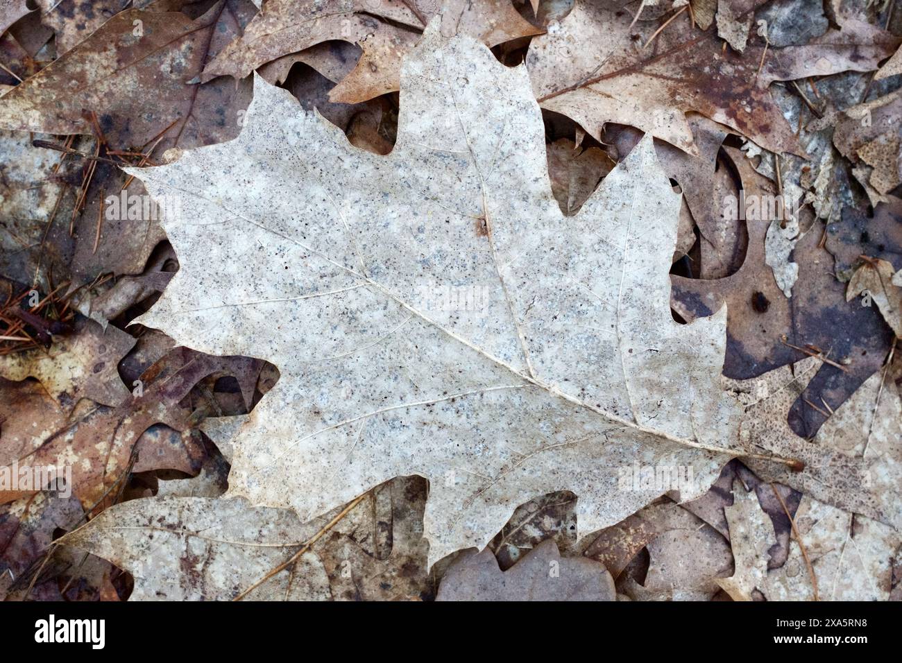 Primo piano di foglie cadute a terra in autunno. Foto Stock