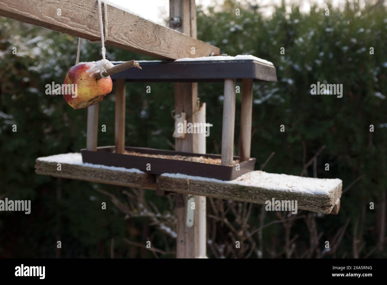 L'alimentatore per uccelli fatto in casa è appeso in un giardino pieno di semi. Foto Stock