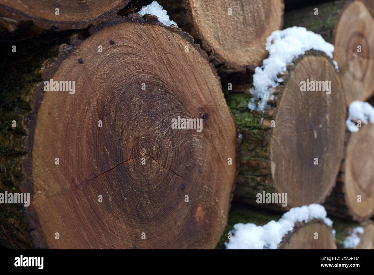 Parete di tronchi di legno impilati come sfondo. Un mucchio di tronchi di legno pronti per l'inverno. Ceppi di legno rotondi, sfondo a trama. Legna da ardere accatastata e preparata per Foto Stock