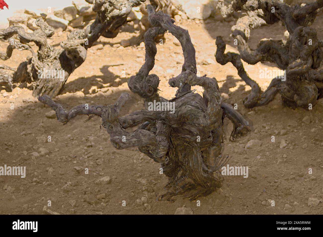 Immagine artistica di viti intrecciate in un vigneto asciutto che mette in evidenza texture e forme uniche per uso commerciale o educativo nell'industria vinicola. Foto Stock