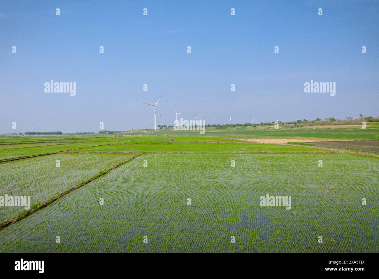 I campi verdi con turbine eoliche nel cielo lontano Foto Stock