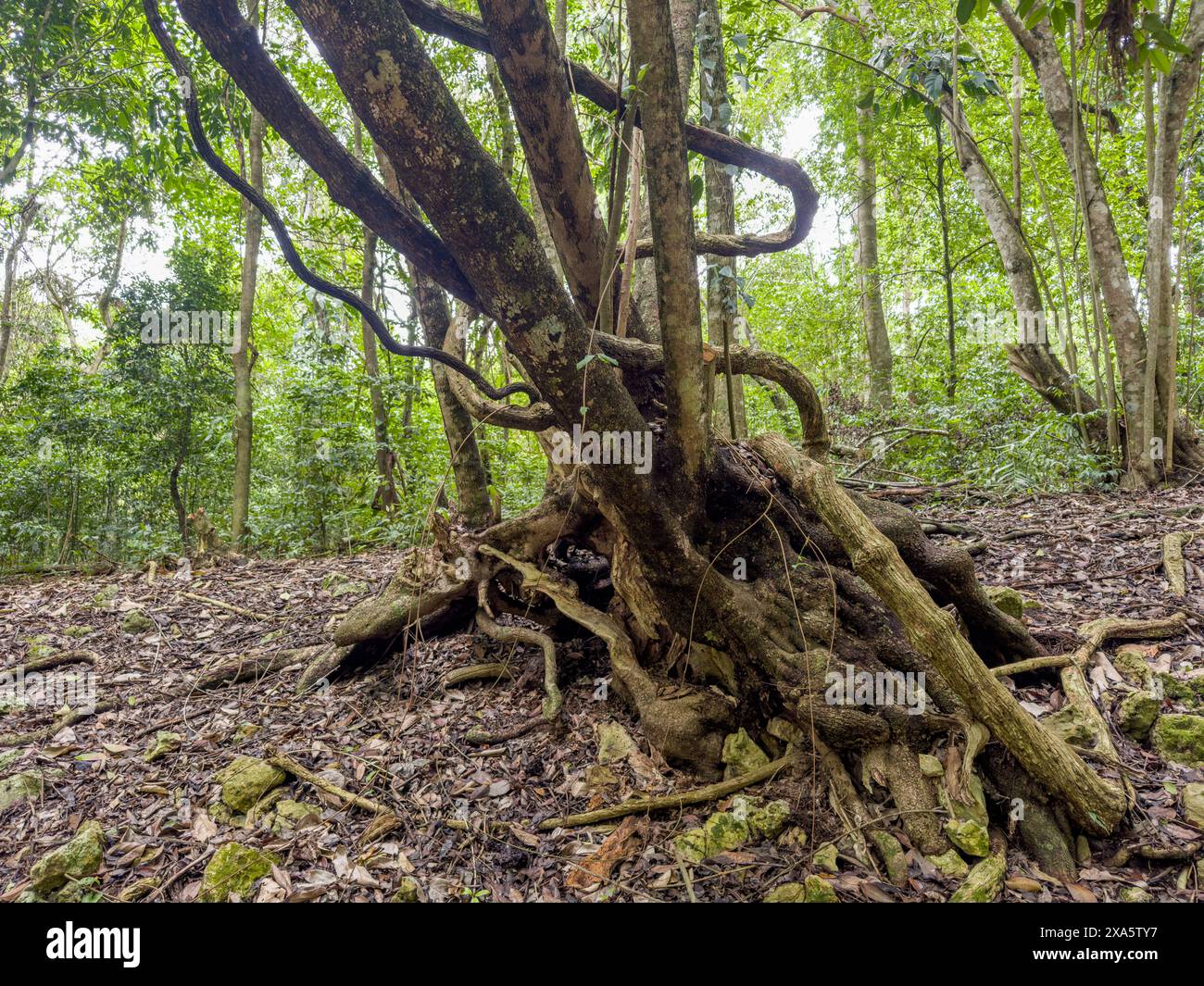 Un fico strangolatore, genere Ficus, nella foresta pluviale della riserva archeologica di Caracol nel distretto di Cayo nel Belize. Foto Stock