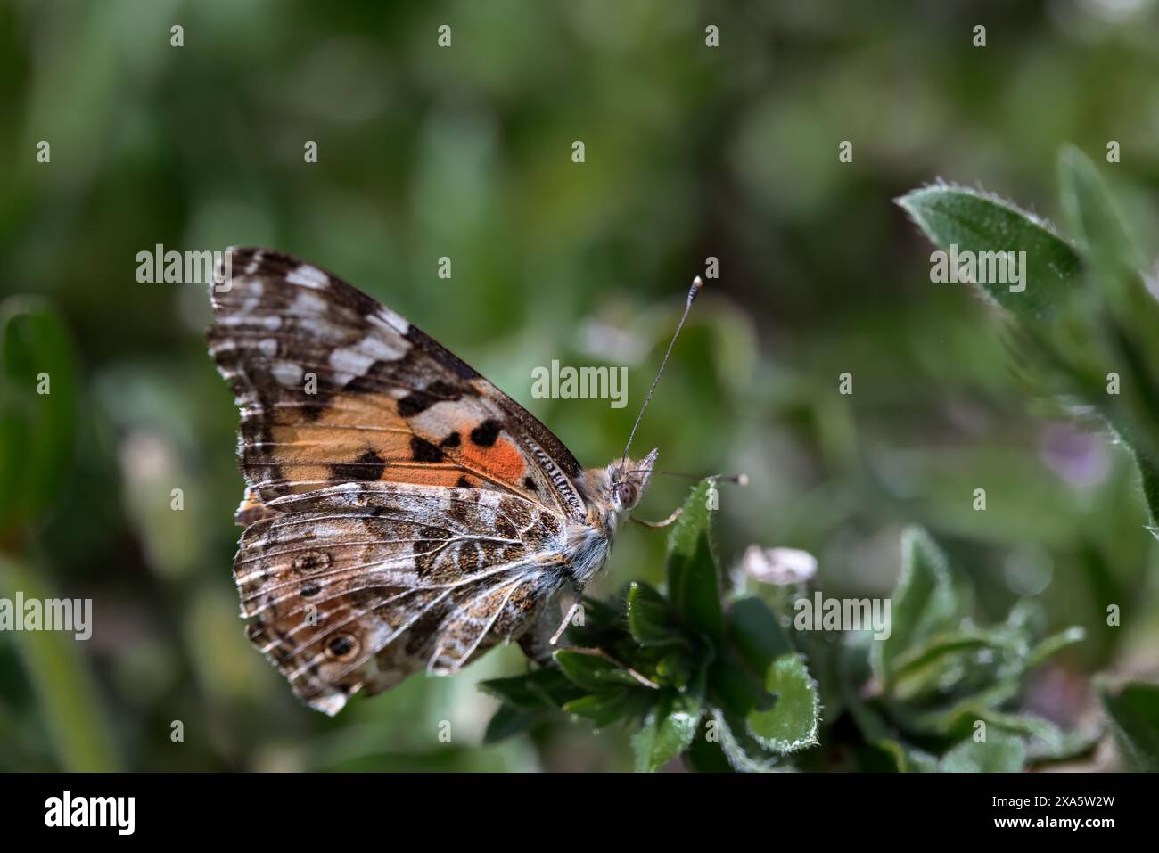 Una farfalla arroccata delicatamente su foglie verdi in un prato. Foto Stock