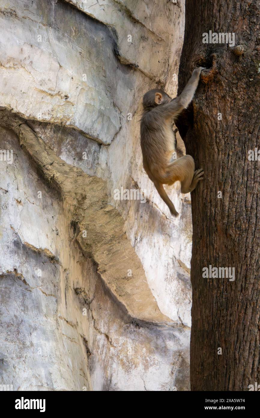 Rhesus Macaque che salta dalle rocce sull'albero Foto Stock