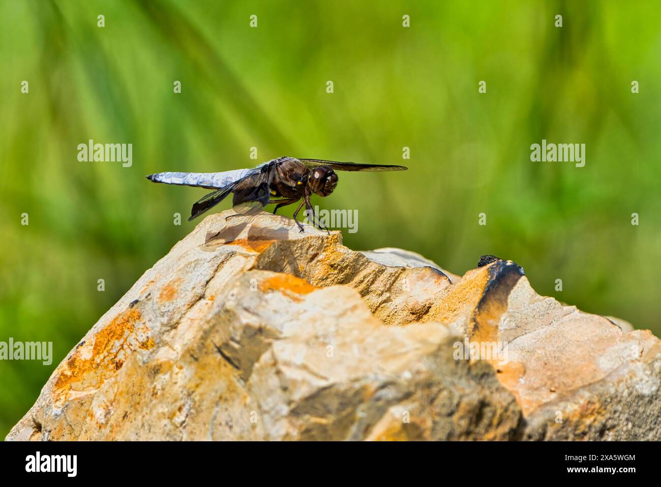 Un maschio Skimmer Dragonfly dalla coda bianca a dover, Tennessee. Foto Stock