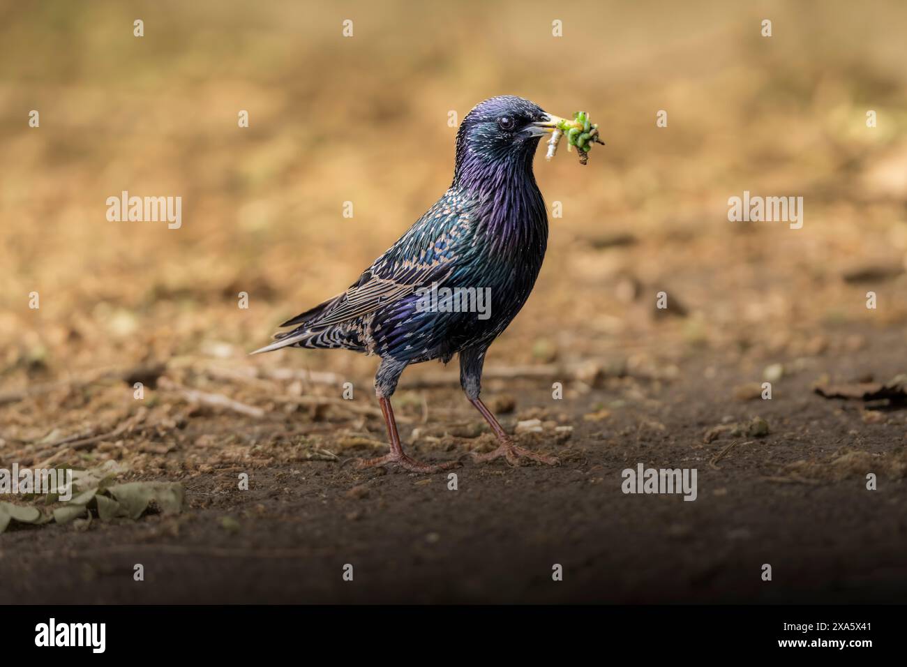 European starling in primavera. Raccogliete del cibo per i bambini Foto Stock