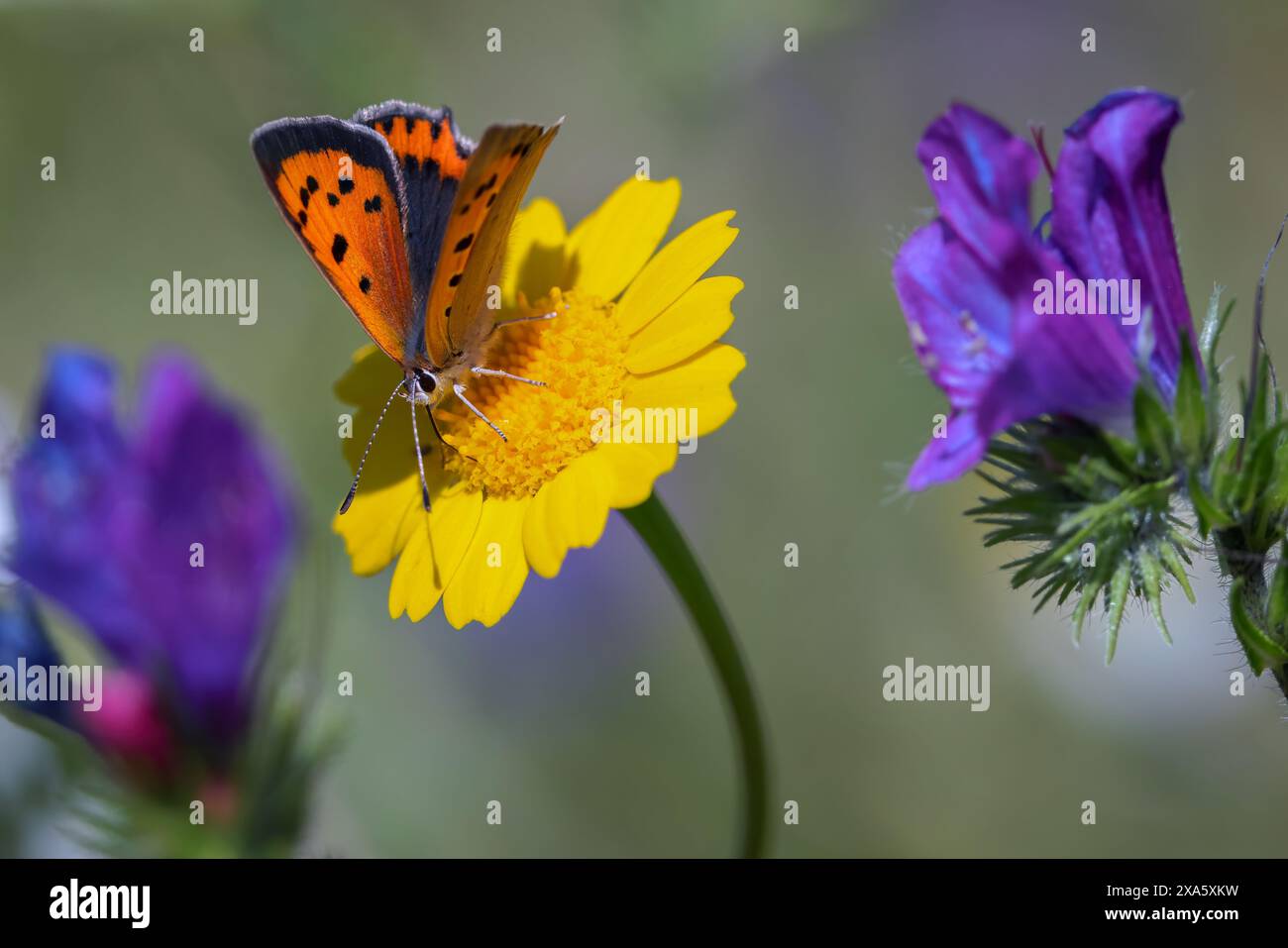 Una minuscola farfalla poggia su fiori e erba Foto Stock