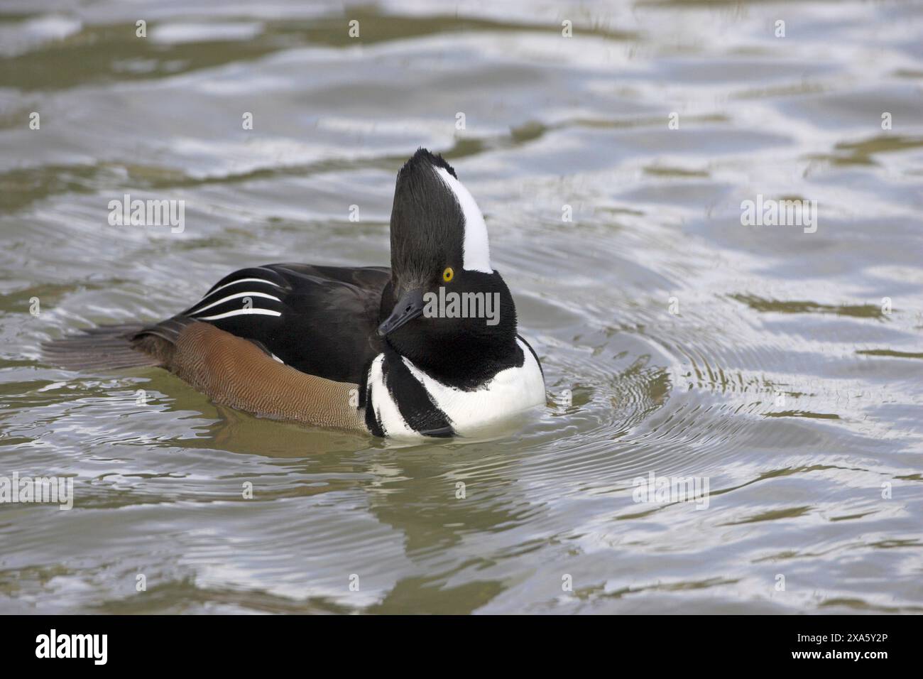 Hooded merganser Lophodytes cucullatus maschio Lago Radipole RSPB riserva naturale Dorset Inghilterra Foto Stock