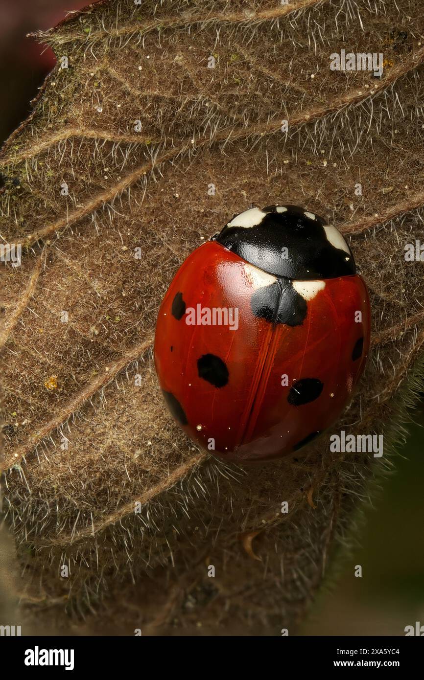 Primo piano di un Ladybird a sette punti, Coccinella septempunctata Foto Stock