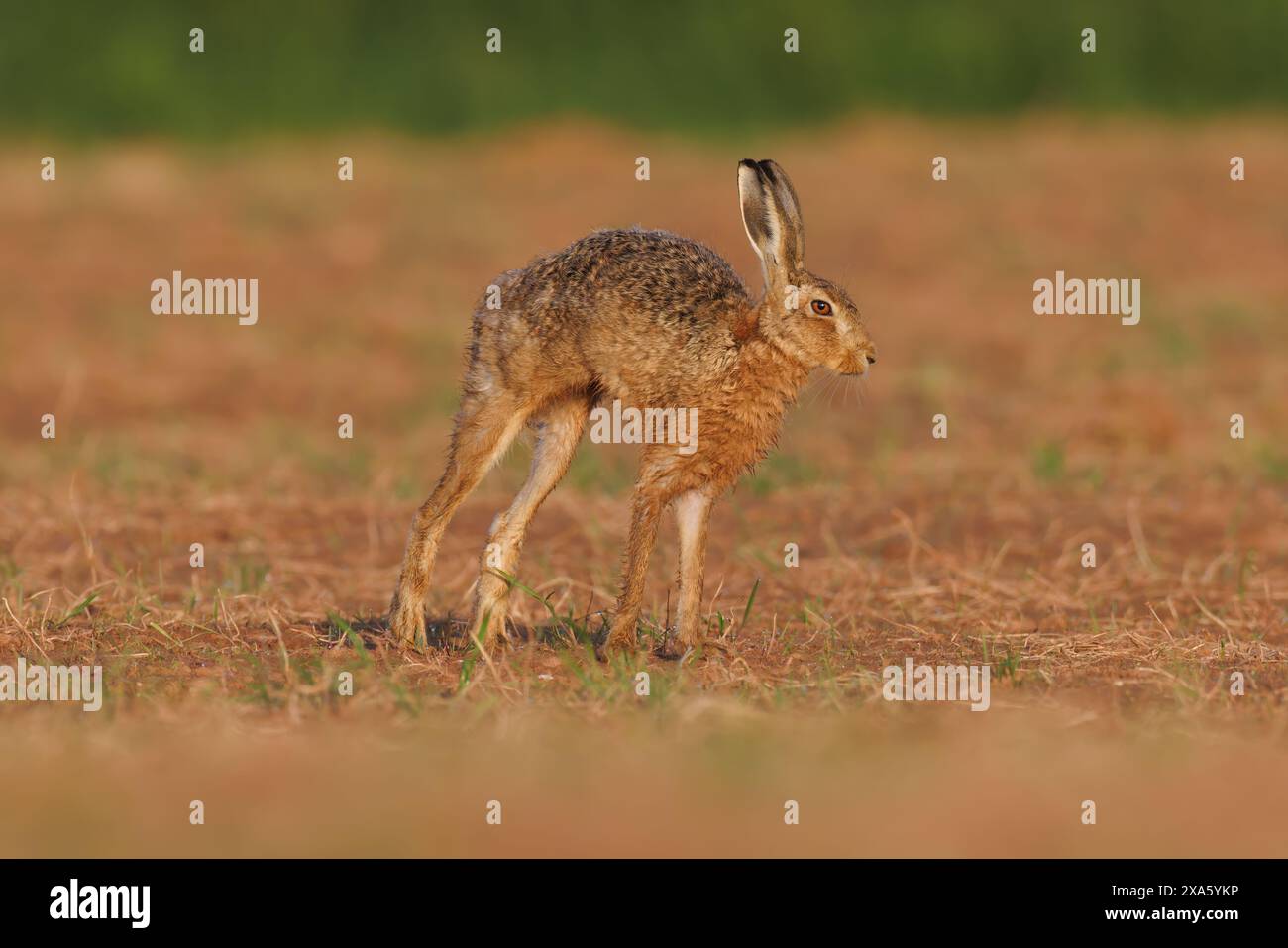 Brown Hare sta facendo un po' di stretching Foto Stock