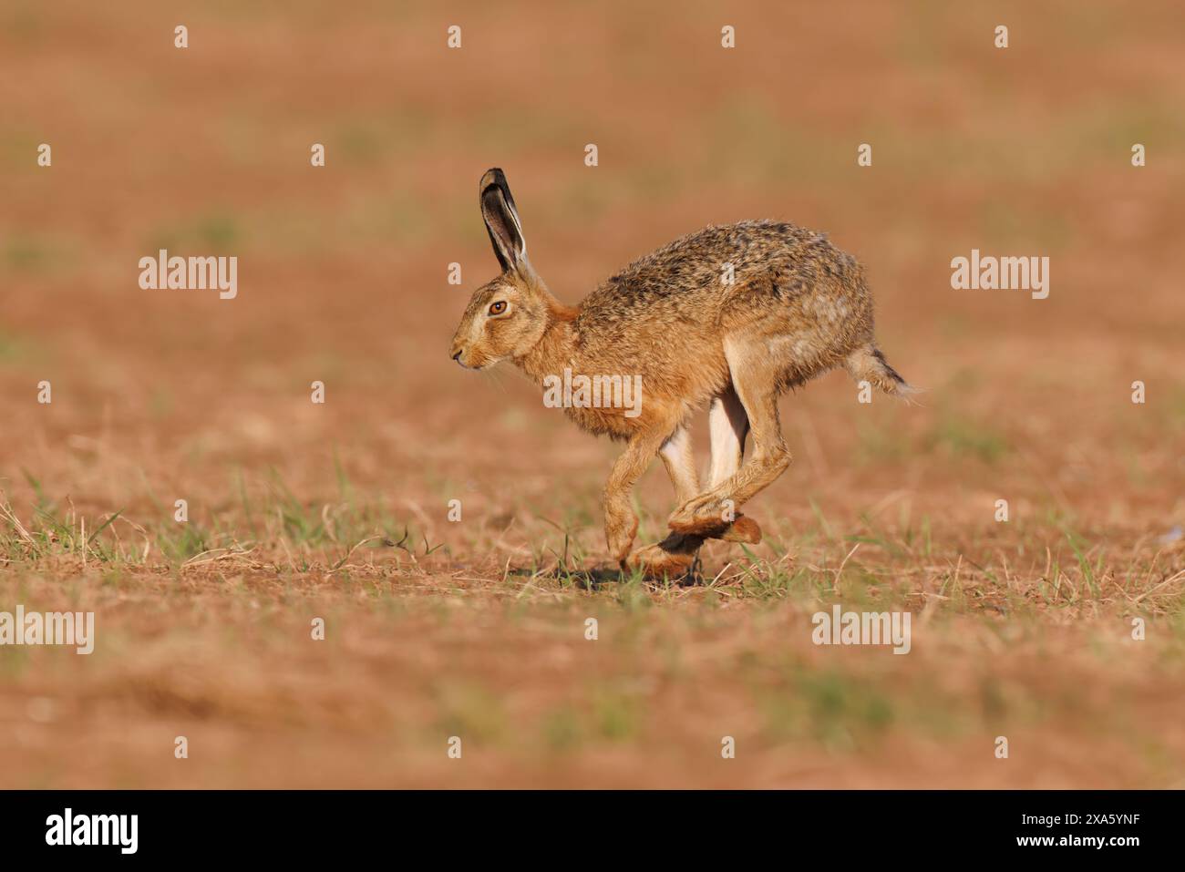 Brown lepre in esecuzione Foto Stock