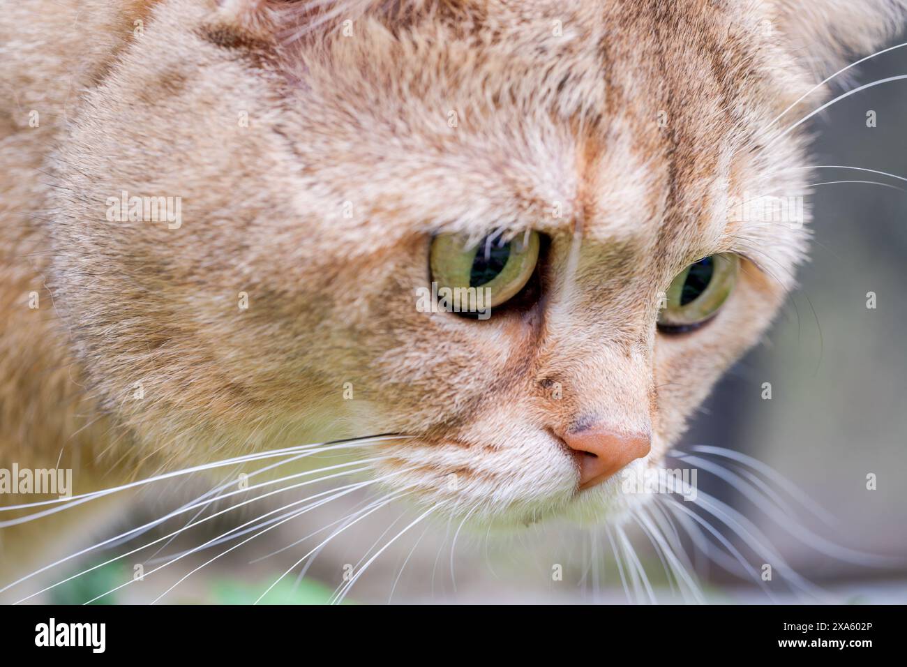 Primo piano della museruola di un giovane gatto di zenzero Foto Stock