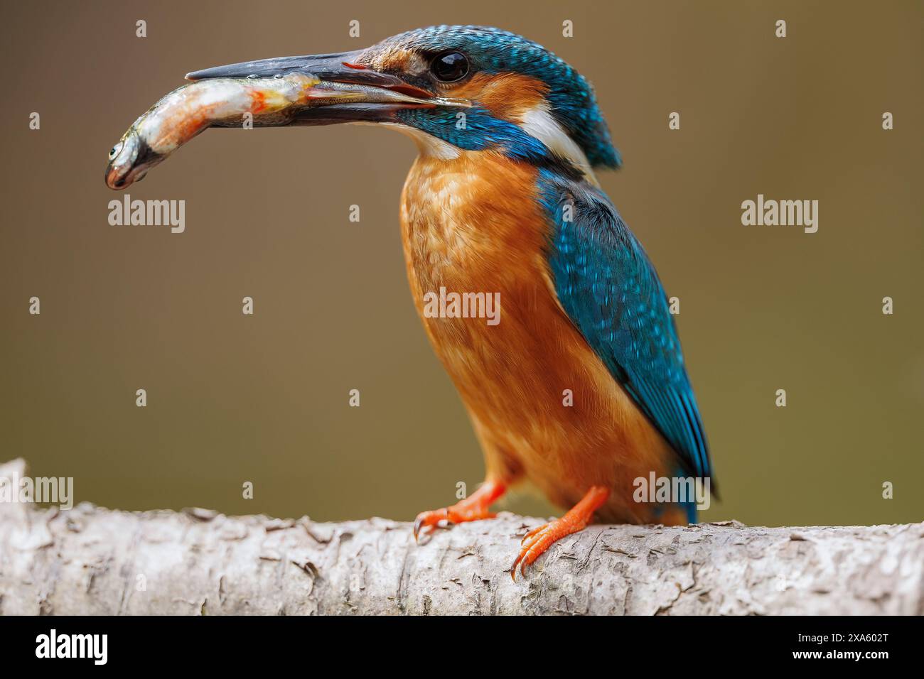 KingFisher con il suo pescato seduto su un bastone sopra un ruscello della brughiera Foto Stock