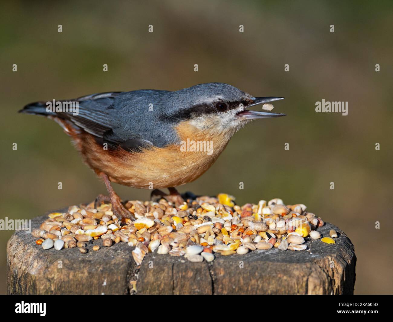 Eurasian nuthatch Sitta europaea che si nutre di cibo per uccelli, Fritham, New Forest National Park, Hampshire, Inghilterra, Regno Unito, marzo 2021 Foto Stock