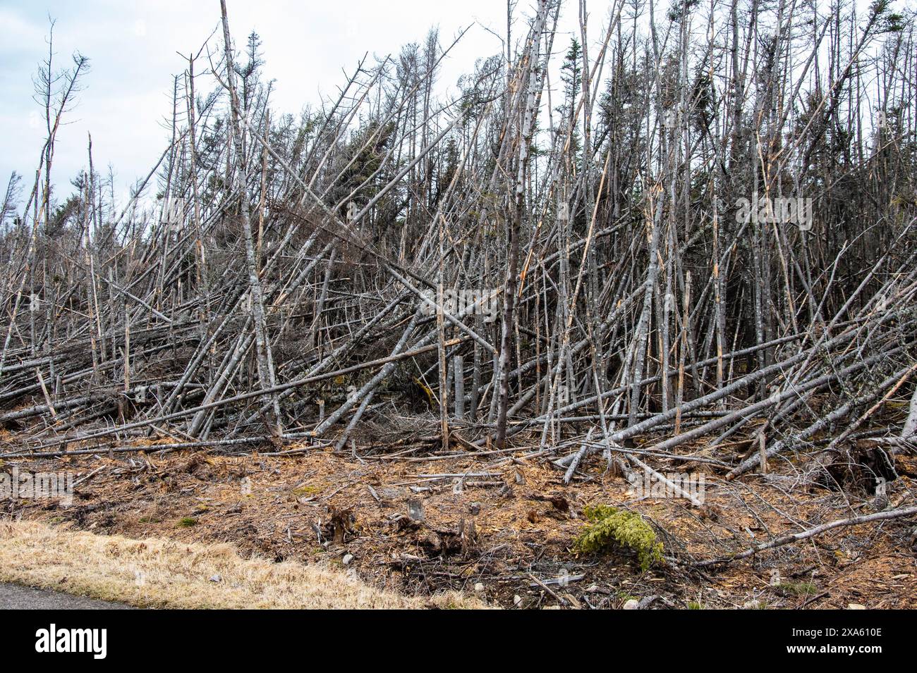 Alberi rotti da ghiaccio e tempeste di vento a Louisbourg, nuova Scozia, Canada Foto Stock