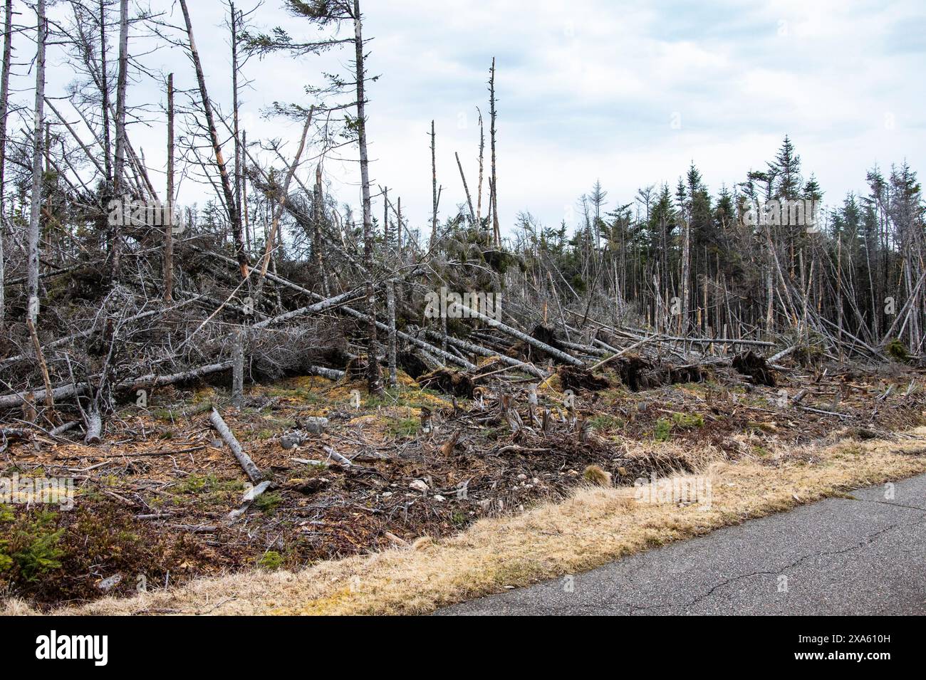 Alberi rotti da ghiaccio e tempeste di vento a Louisbourg, nuova Scozia, Canada Foto Stock