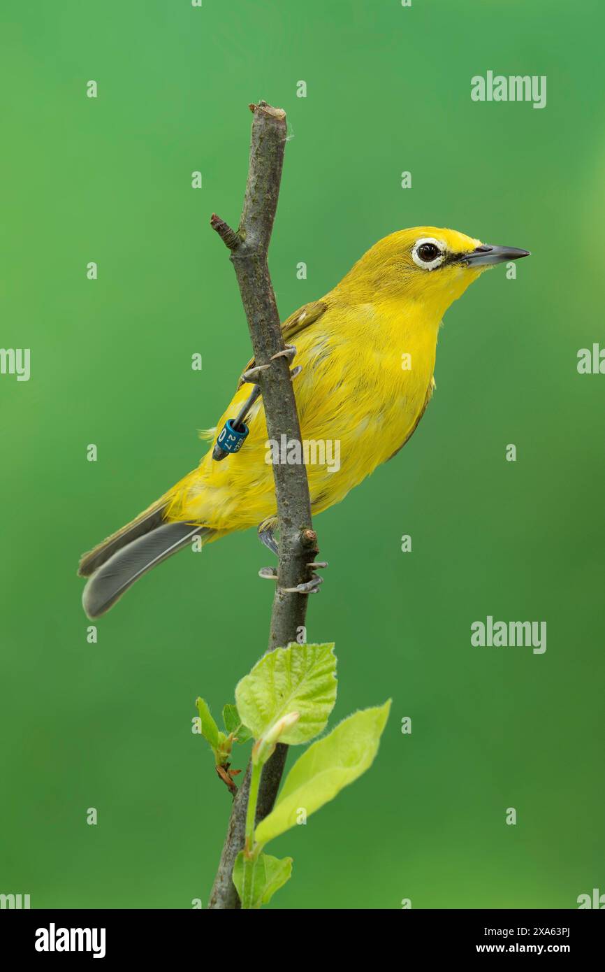 Occhio bianco giallo settentrionale, Zosterops senegalensis Foto Stock
