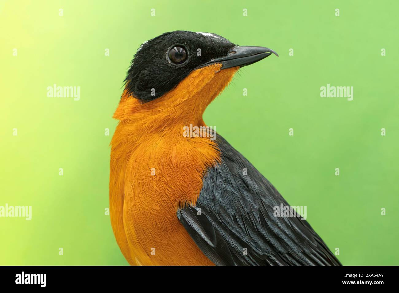 robin-chat, Cossypha niveicapilla Foto Stock