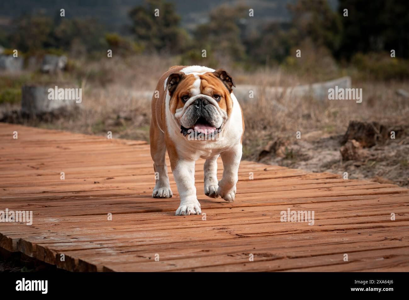 Un marioncino di bulldog inglese marrone e bianco su un sentiero di legno in un campo lussureggiante Foto Stock