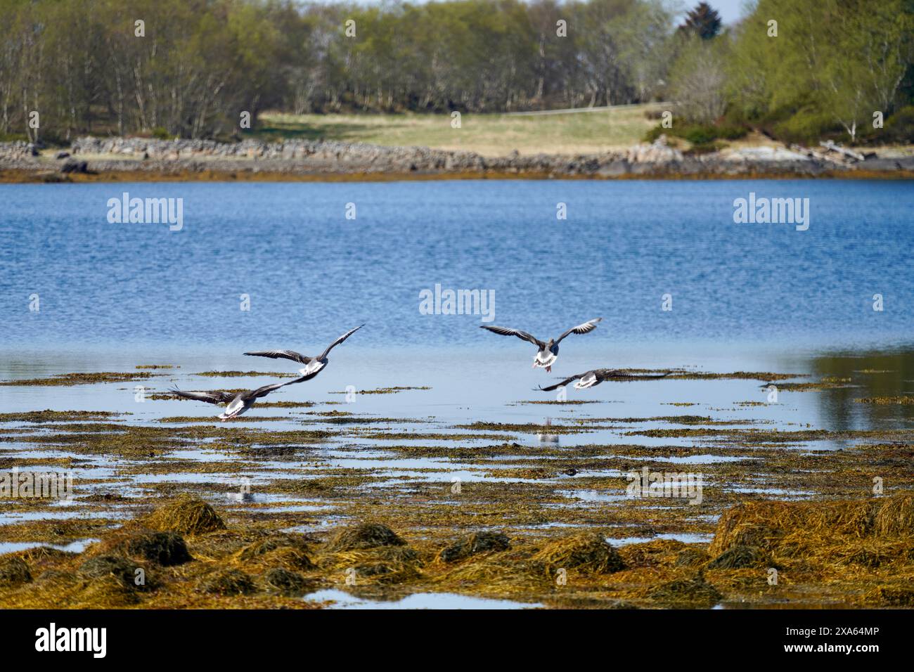 Un gruppo di oche grigie che volano sull'acqua della baia di Staurnesvaagen, vicino a Rangoeya, Norvegia Foto Stock