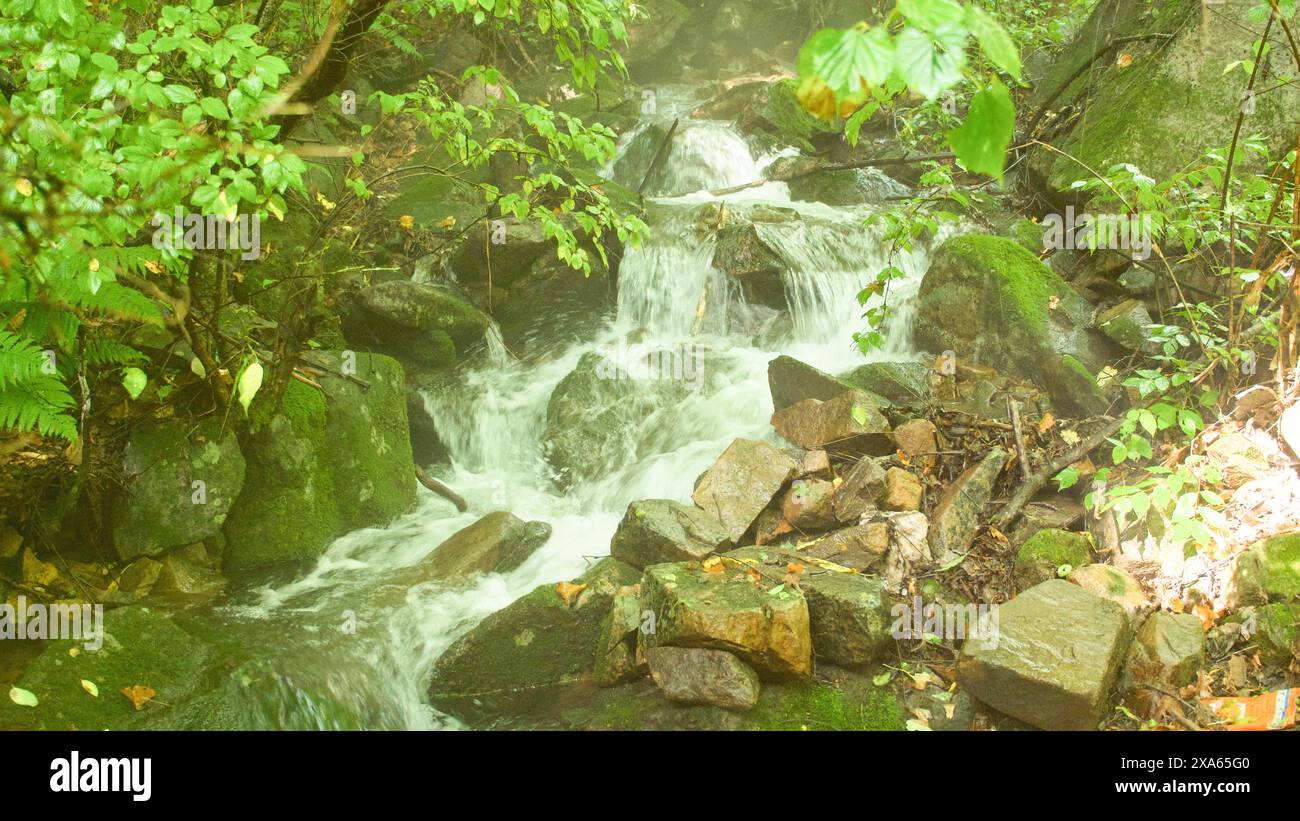 Una lunga esposizione di un lussureggiante ruscello della foresta scorre sopra rocce coperte di muschio. Foto Stock