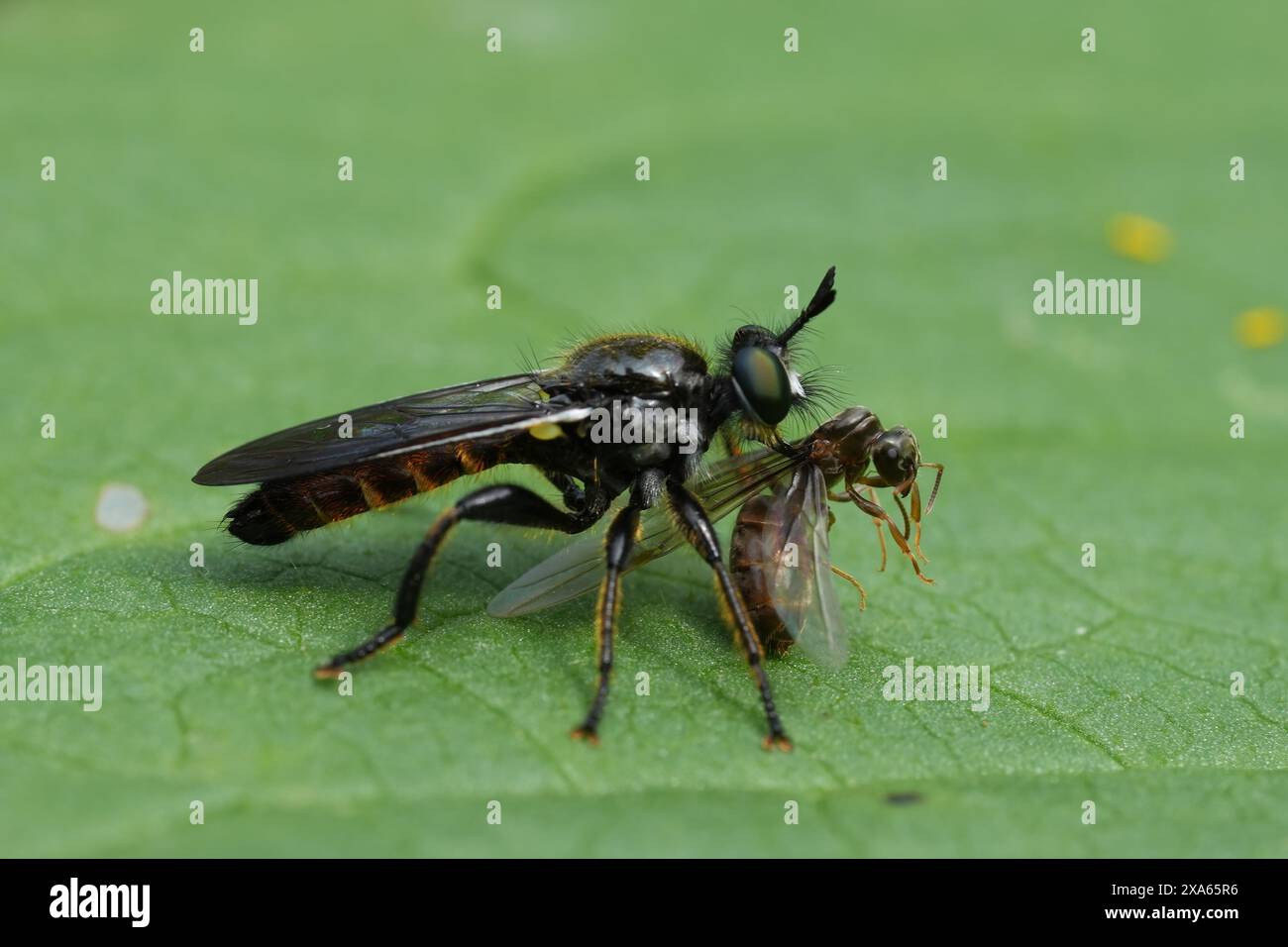 Primo piano dettagliato su una robberfly europea dai capelli dorati , Choerades marginata antecedente mangiare un'altra mosca nel giardino Foto Stock