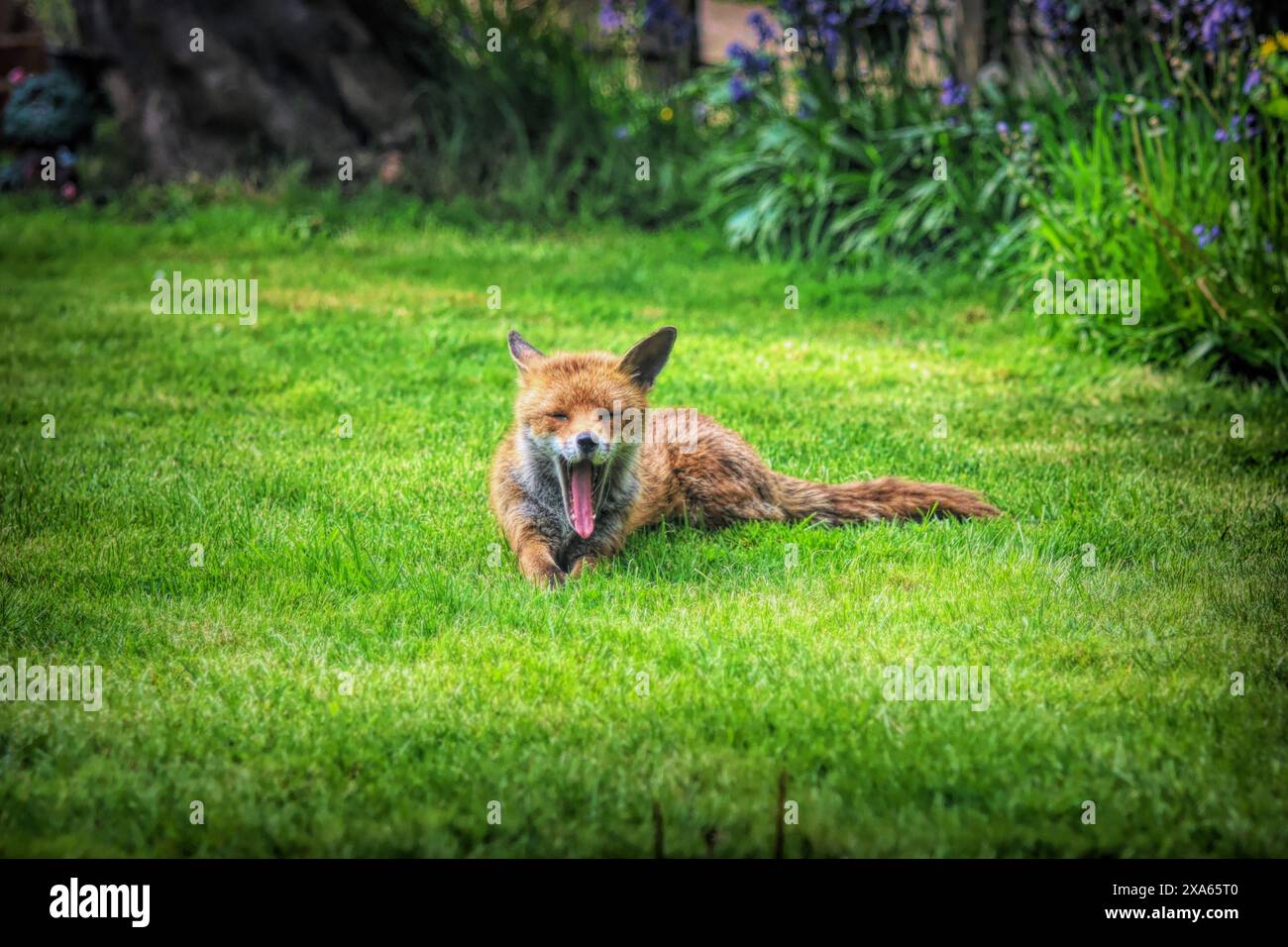 Volpe rossa in un lussureggiante prato verde - vista panoramica della fauna selvatica Foto Stock