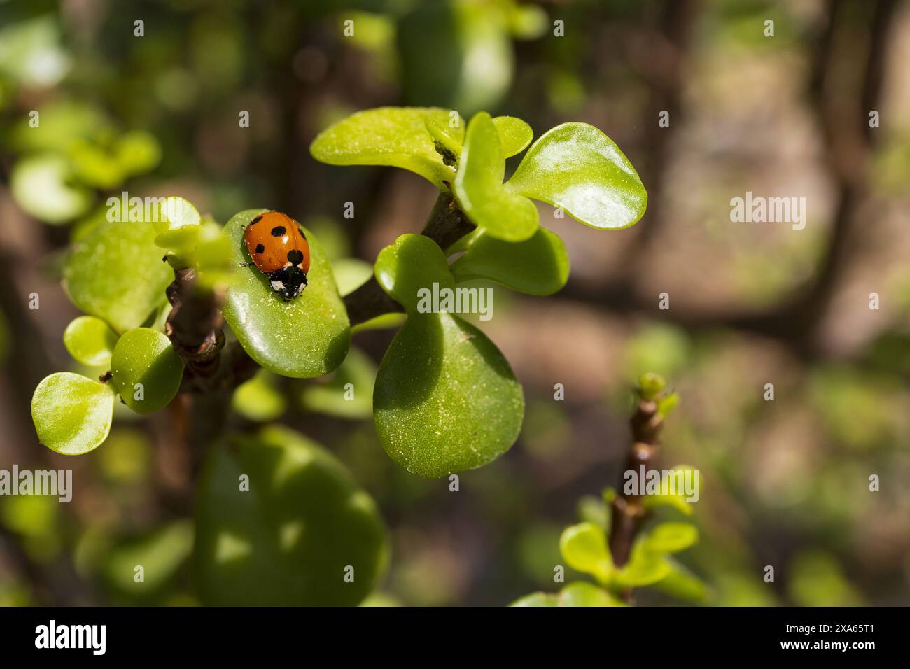 foto ravvicinata di una coccinella su una foglia verde di una pianta succulenta su sfondo sfocato Foto Stock